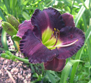 Seedling 0811